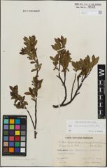 Foto von Salix kitaibeliana Willd. x Salix phylicifolia L.